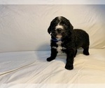 Puppy Olympus Bernedoodle