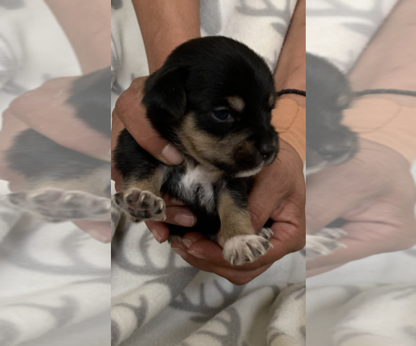 Medium Photo #5 Cheenese Puppy For Sale in SALEM, NH, USA