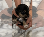 Small Photo #5 Cheenese Puppy For Sale in SALEM, NH, USA