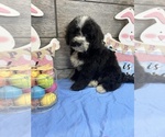 Small Photo #2 Miniature Bernedoodle Puppy For Sale in RICHMOND, IL, USA