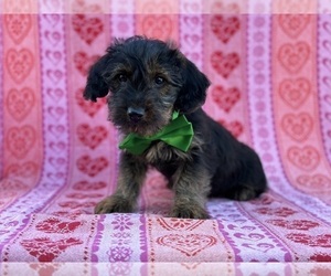 Poodle (Toy)-Yorkshire Terrier Mix Puppy for sale in LANCASTER, PA, USA