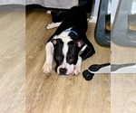 Small #5 American Pit Bull Terrier