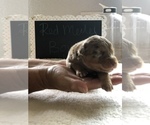 Small Photo #3 Miniature Australian Shepherd Puppy For Sale in VACAVILLE, CA, USA
