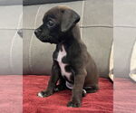 Small #5 Chihuahua Mix