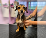 Small #1 Dachshund Mix