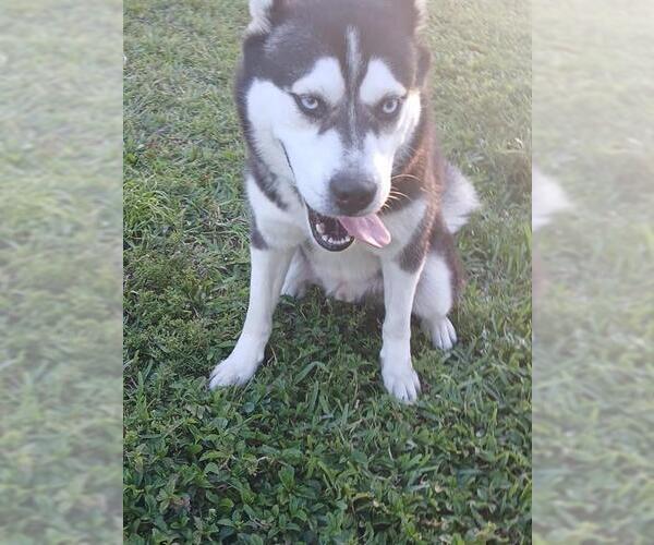 Medium Photo #1 Siberian Husky Puppy For Sale in Fort Lauderdale, FL, USA