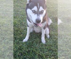 Siberian Husky Dogs for adoption in Fort Lauderdale, FL, USA