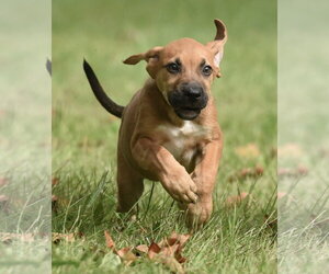 Lavender - Female Australian Shepherd-Beagle Mix Dog for Adoption - Photo #11