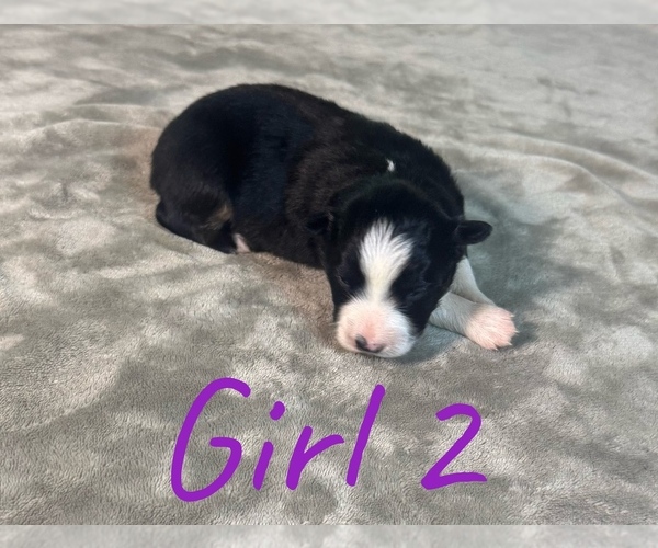 Medium Photo #15 Australian Shepherd Puppy For Sale in SALISBURY, NC, USA