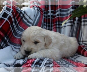 Golden Retriever Puppy for Sale in RUTLEDGE, Missouri USA