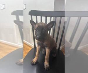 Elements Litter - Xenon - Located in Georgia - Male Mutt Dog for Adoption - Photo #4