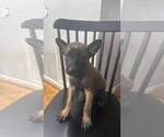 Small Photo #4 Mutt Puppy For Sale in Imlay City, MI, USA