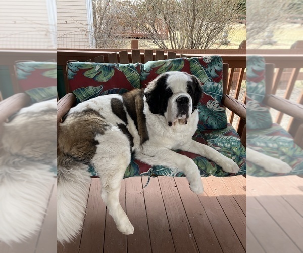 Medium Photo #1 Saint Bernard Puppy For Sale in COLORADO SPRINGS, CO, USA