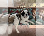 Small Photo #1 Saint Bernard Puppy For Sale in COLORADO SPRINGS, CO, USA
