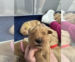 Puppy Green shiloh Golden Retriever