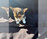 Small #2 Pembroke Welsh Corgi