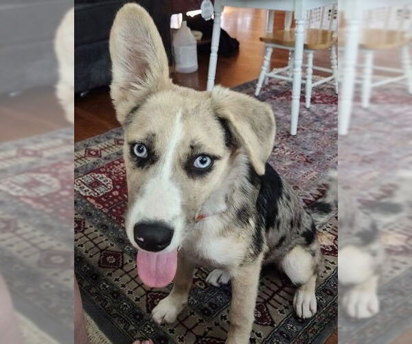 Medium Photo #1 Red Heeler-Unknown Mix Puppy For Sale in Columbus, IN, USA