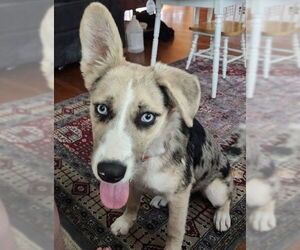 Red Heeler-Unknown Mix Dogs for adoption in Columbus, IN, USA