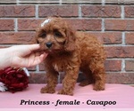 Small #2 Cavapoo (Miniature)