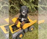 Small #1 Bernedoodle (Miniature)
