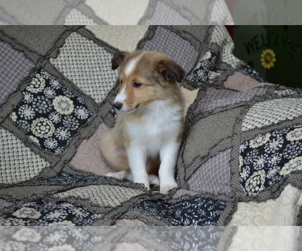 Medium Photo #17 Shetland Sheepdog Puppy For Sale in GREENWOOD, WI, USA