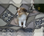 Small Photo #17 Shetland Sheepdog Puppy For Sale in GREENWOOD, WI, USA