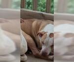 Small American Staffordshire Terrier