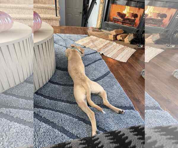 Medium Photo #4 Mutt Puppy For Sale in Rockaway, NJ, USA