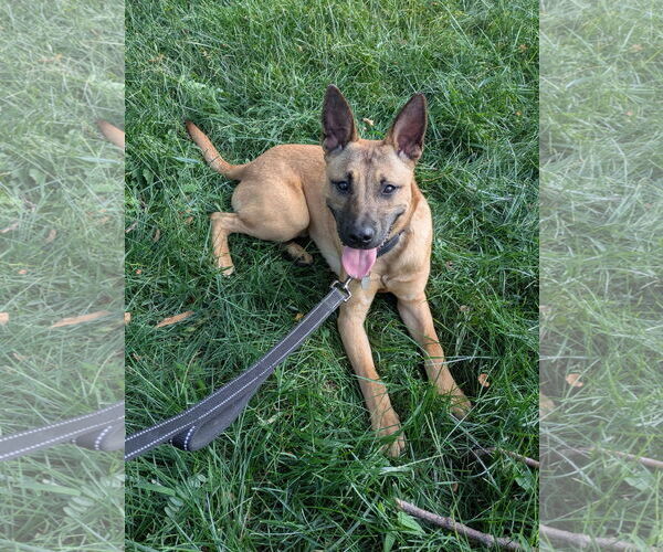 Medium Photo #7 Mutt Puppy For Sale in Omaha, NE, USA