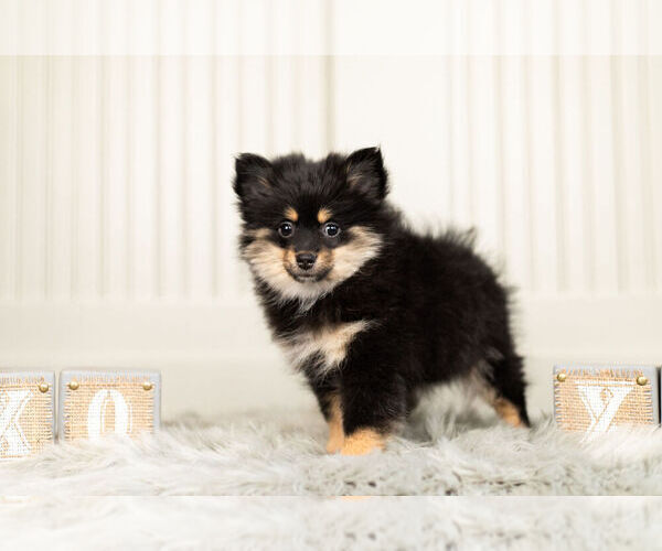 Medium Photo #5 Pomeranian Puppy For Sale in WARSAW, IN, USA