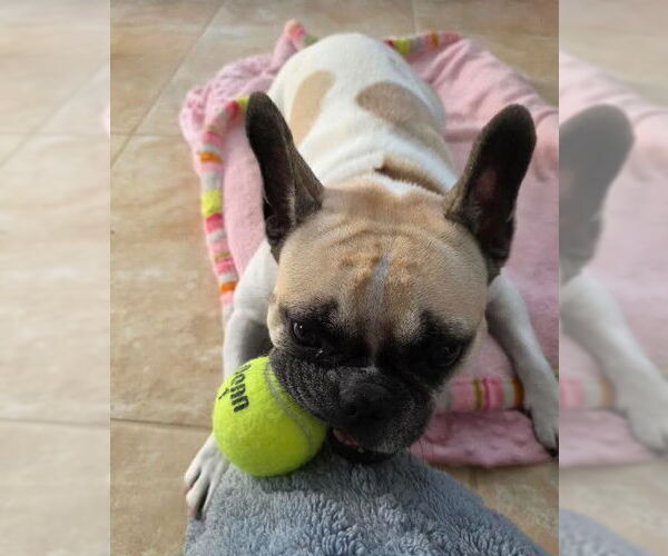 Medium Photo #3 Faux Frenchbo Bulldog Puppy For Sale in San Diego, CA, USA