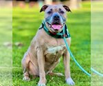 Small #5 Akita-American Pit Bull Terrier Mix