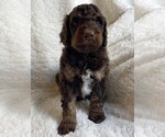 Small #1 Poodle (Standard)