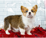 Puppy Macy Cardigan Welsh Corgi