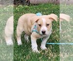 Small Photo #2 American Bulldog-Dachshund Mix Puppy For Sale in Anaheim Hills, CA, USA