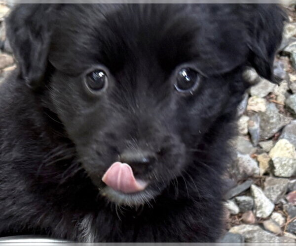 Medium Photo #3 Poodle (Miniature)-Unknown Mix Puppy For Sale in Olalla, WA, USA