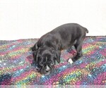 Small Photo #4 Boxer Puppy For Sale in BLOOMINGTON, IN, USA