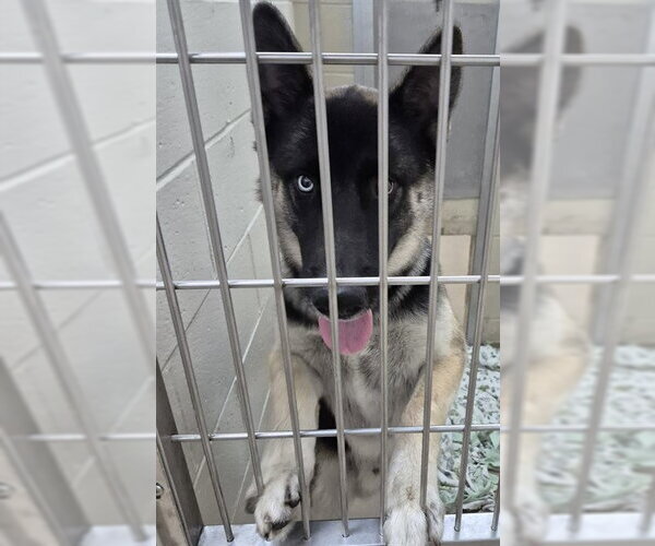 Medium Photo #1 Australian Shepherd-Unknown Mix Puppy For Sale in Decatur, IL, USA