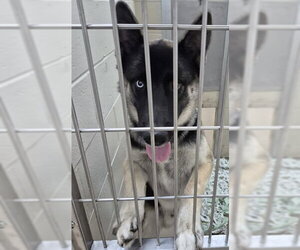 Australian Shepherd-Unknown Mix Dogs for adoption in Decatur, IL, USA