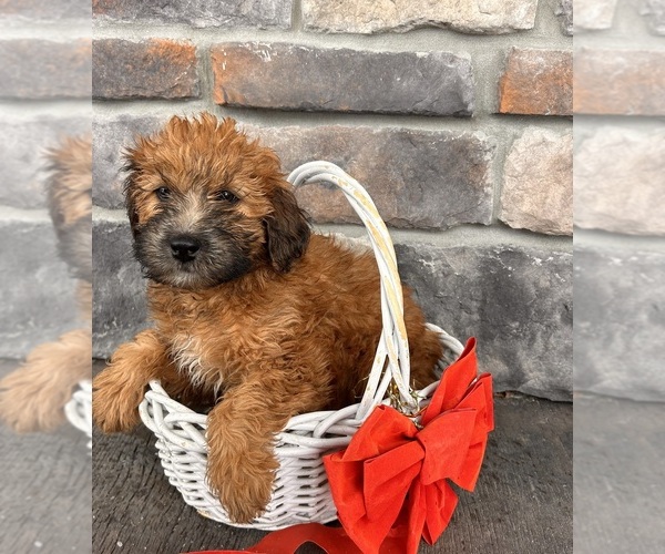 Medium Photo #4 Whoodle (Miniature) Puppy For Sale in MIDDLEBURY, IN, USA