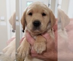 Small #18 Labrador Retriever