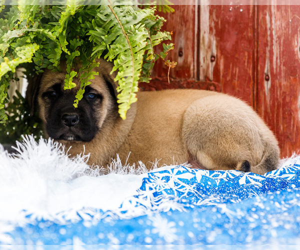 Medium Photo #7 Mastiff Puppy For Sale in WAKARUSA, IN, USA
