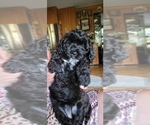 Small Photo #5 Maltipoo Puppy For Sale in FEASTERVILLE TREVOSE, PA, USA