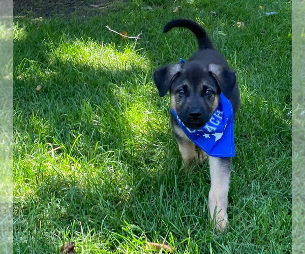 Medium Photo #2 Mutt Puppy For Sale in Minneapolis, MN, USA