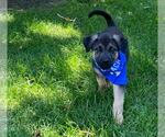 Small #1 Mutt