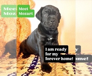 Medium Cane Corso