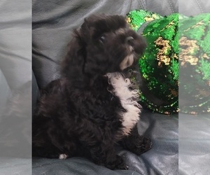 ShihPoo Puppy for Sale in PLANT CITY, Florida USA