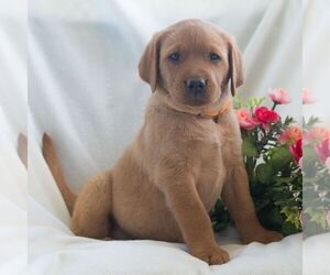 Labrador Retriever Puppy for sale in GREEN PARK, PA, USA