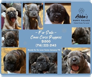 Cane Corso Puppy for sale in BUFFALO, NY, USA