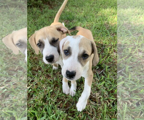 Medium Photo #2 Labrador Retriever-Unknown Mix Puppy For Sale in The Woodlands, TX, USA
